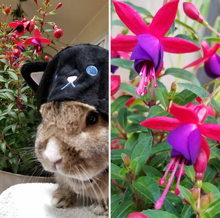 Fushia