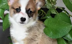 Hey Pandas, Post A Picture Of Your Pet As A Baby (Closed)