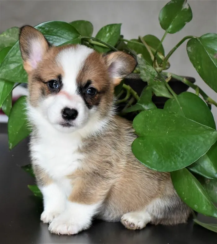 Little Miss