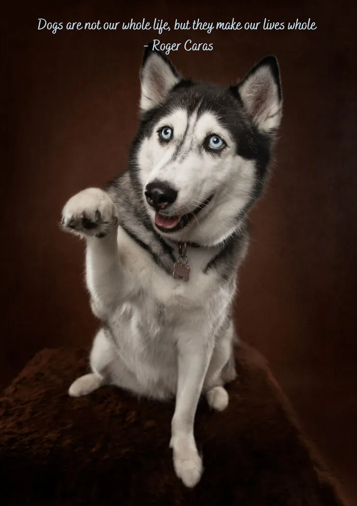 Love Like A Dog