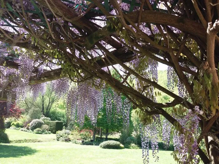 Scented Spring
