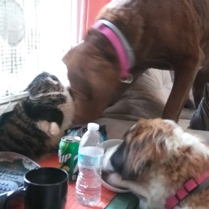Our Cat Caught By Our Dog Stealing Food