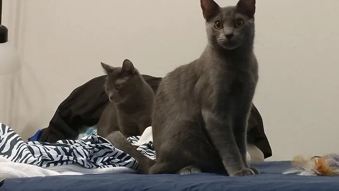 Management As Babies, Around 9 Months Old. I Was The Second Adopter. Max Von Peppercorn And His Brother, Ollie O Cat