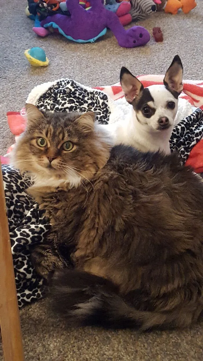 Skitty (Cat) And Lola, Best Friends
