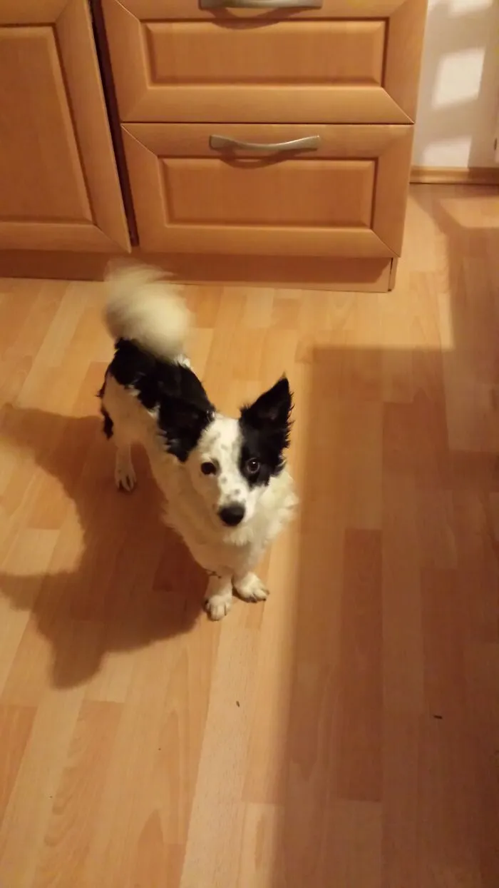 This Is Strolch, He Is From An Animal Shelter In Hungary. He Was Eight Months Old, When He Arrived At His Forever Home.