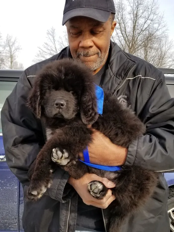 Picking Up Groot At The Airport. 10 Wks 25 Lbs. Now At 3 Yrs And 180 Lbs!