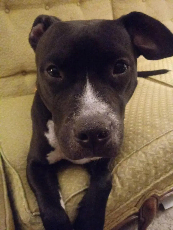 Dupree