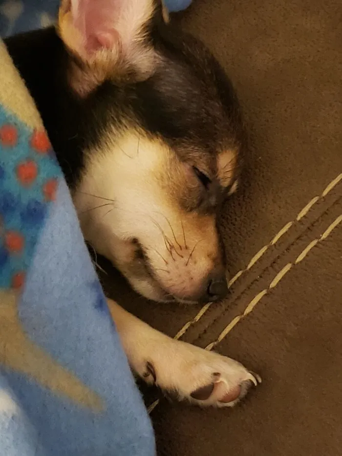 Sweet Baby Lucy