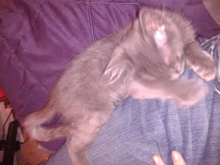 He Was Smaller Then My Father's Hand Now He's 12lbs
