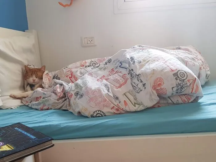 Post 2 Of My Cat Sleeping Like A Human Baby