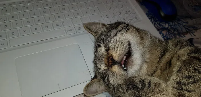 Charlie Shortly After His Adoption
