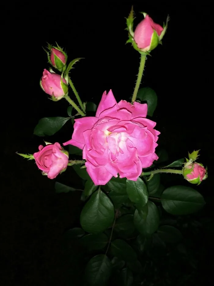 Roses