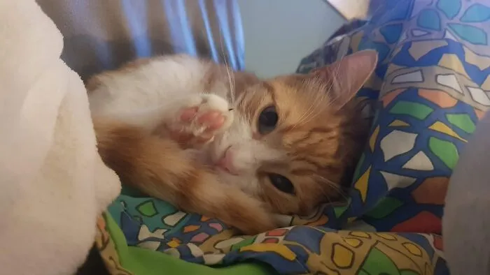 Post 3 He Was Such A Cute Kitten!