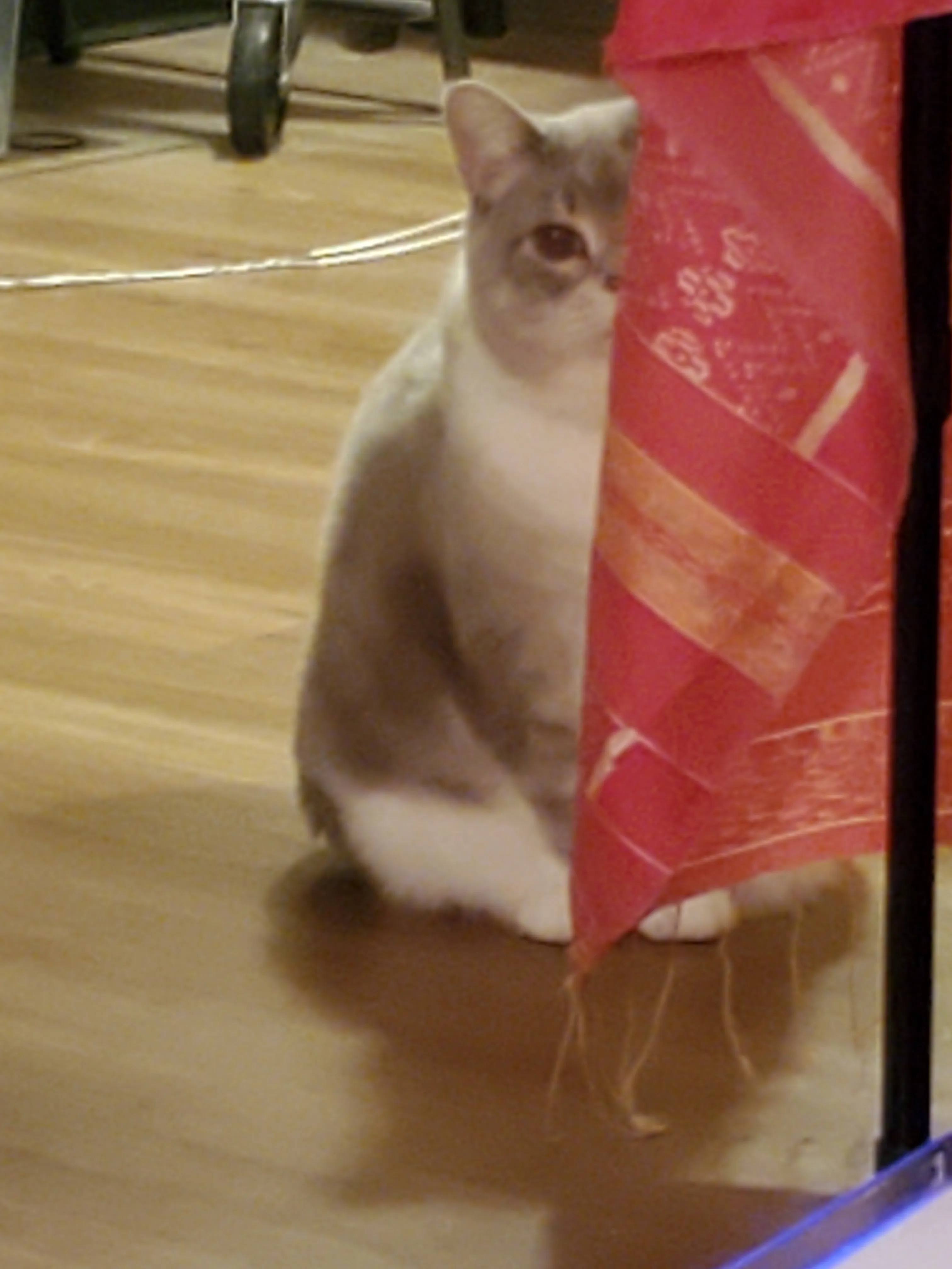 Local Catmom Begins Fundraiser To Help Save  Chonky Chonky Baby Whisper