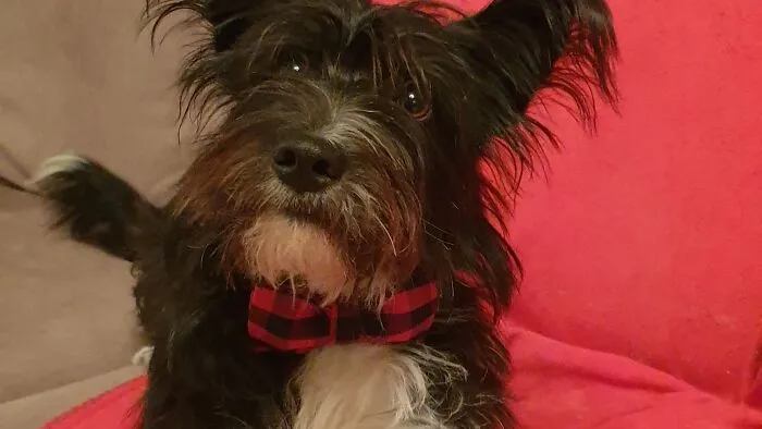 Baya