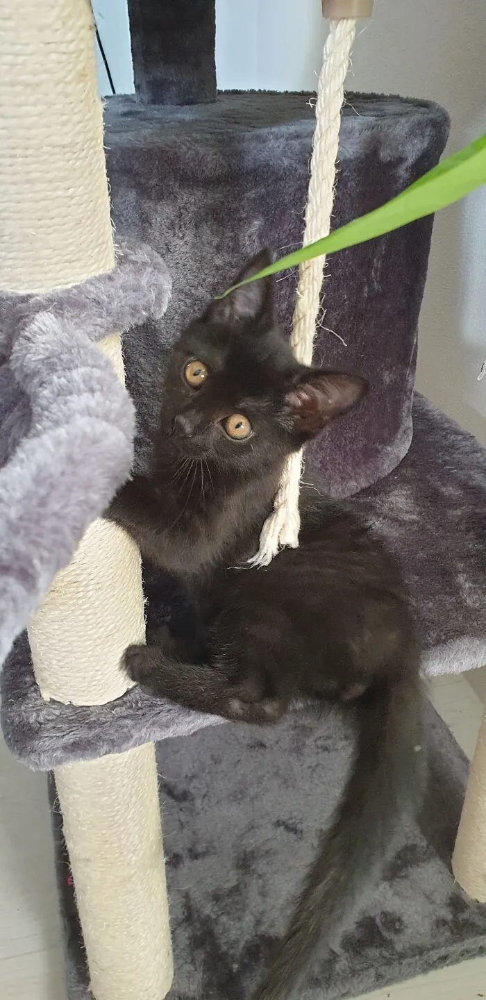 Lil' Shadow