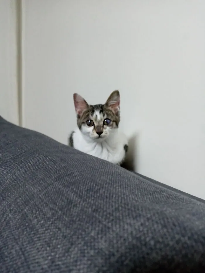 Right After We Adapted Her From The Shelter. She Was Not In The Best Condition But After Months Of Medicine She Grew Up To Be A Beautiful Lady