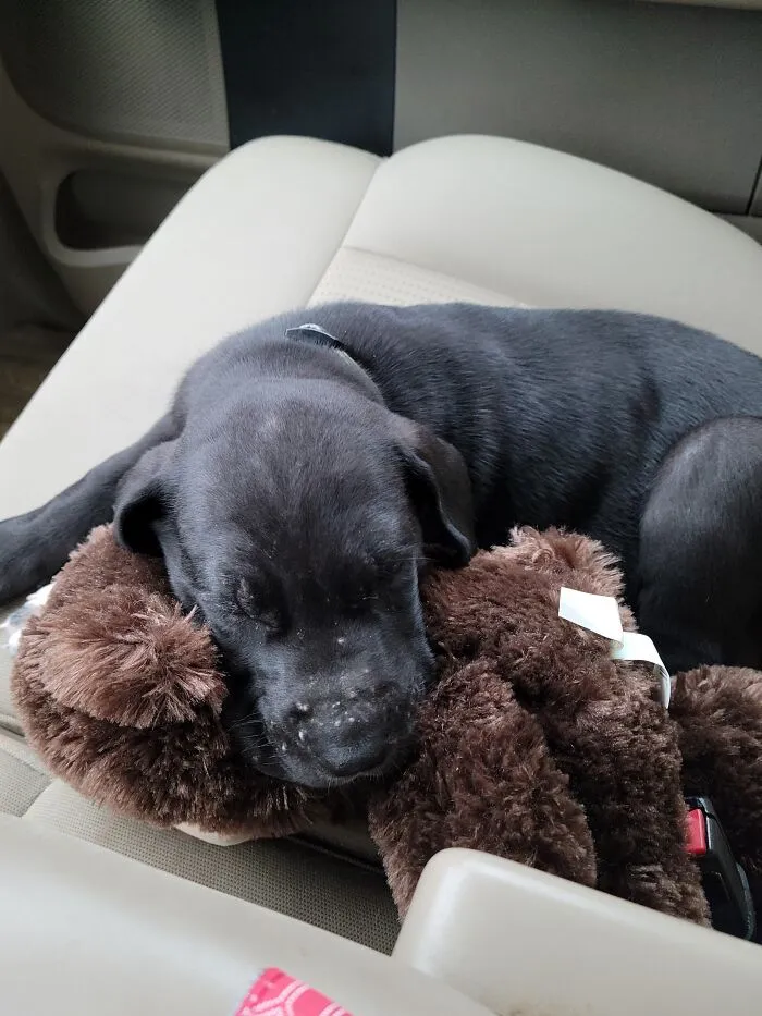 Bringing Magnus Our Great Dane Home
