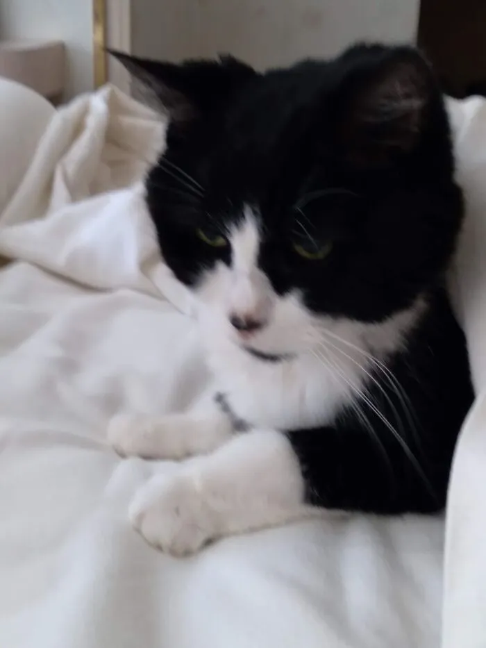 My Sweet Baby Girl Mini, At Age 19. This Was Our Last Morning Together. She Went To The Rainbow Bridge Later That Day.