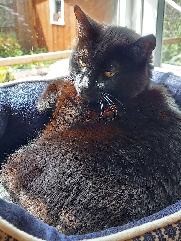 Luna In Her Sunny Kitchen Window