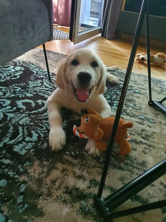 My Baby Goldie, Finley, At Age Of 4 Months