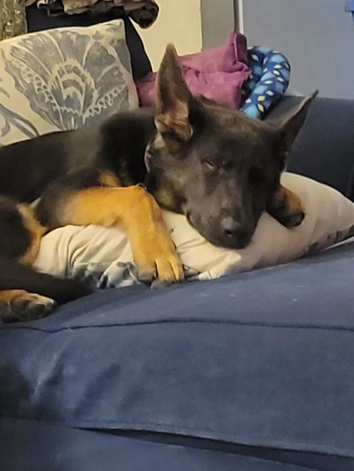 Baby Boudica!