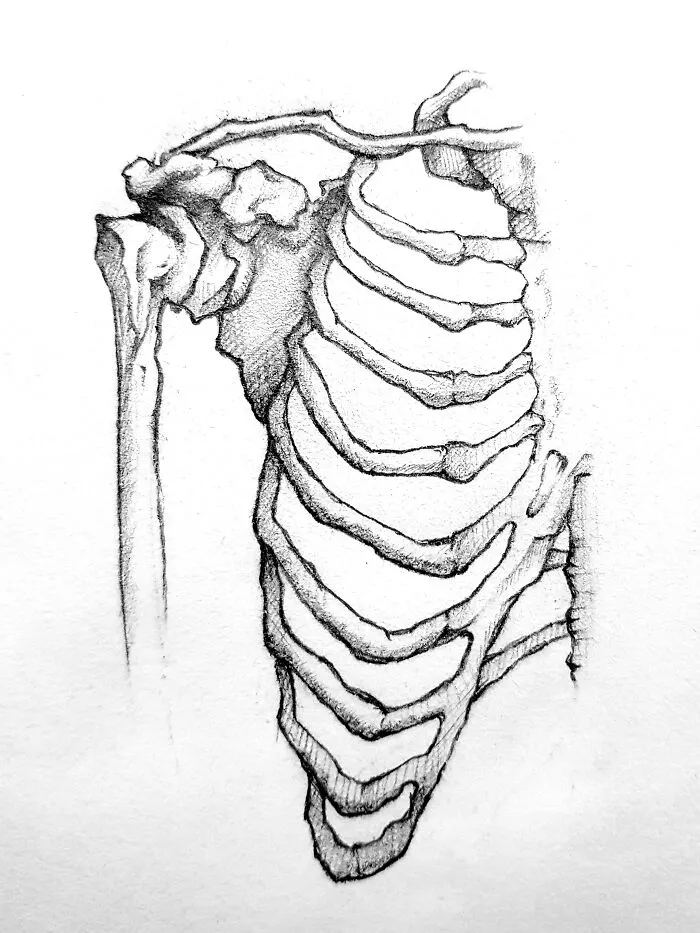 Human Skeleton