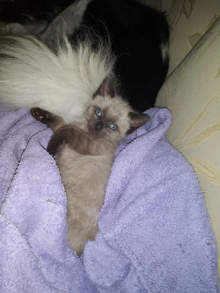"Kono"Was 8 Days Old When She Came Into My Life. Bottled Fed For 6 Wks.