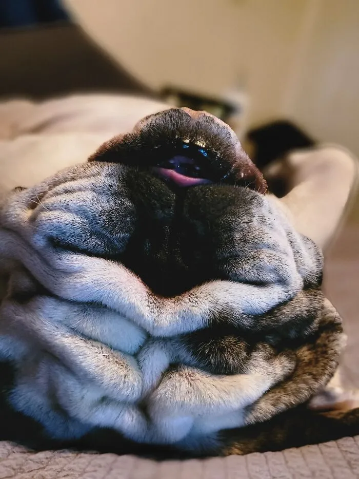 Snores Are Even Louder Upside-Down.