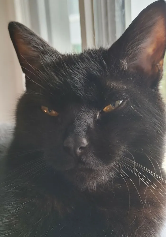 "Stop Taking Pictures, I'll Scratch Your Face Off, Peasant."