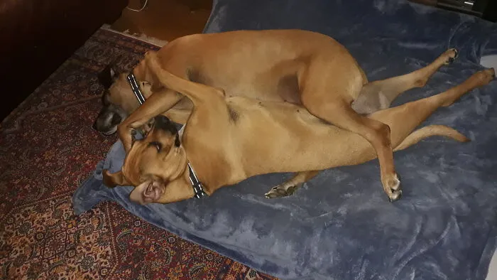 Pip And Moose Now. My Love Bugs