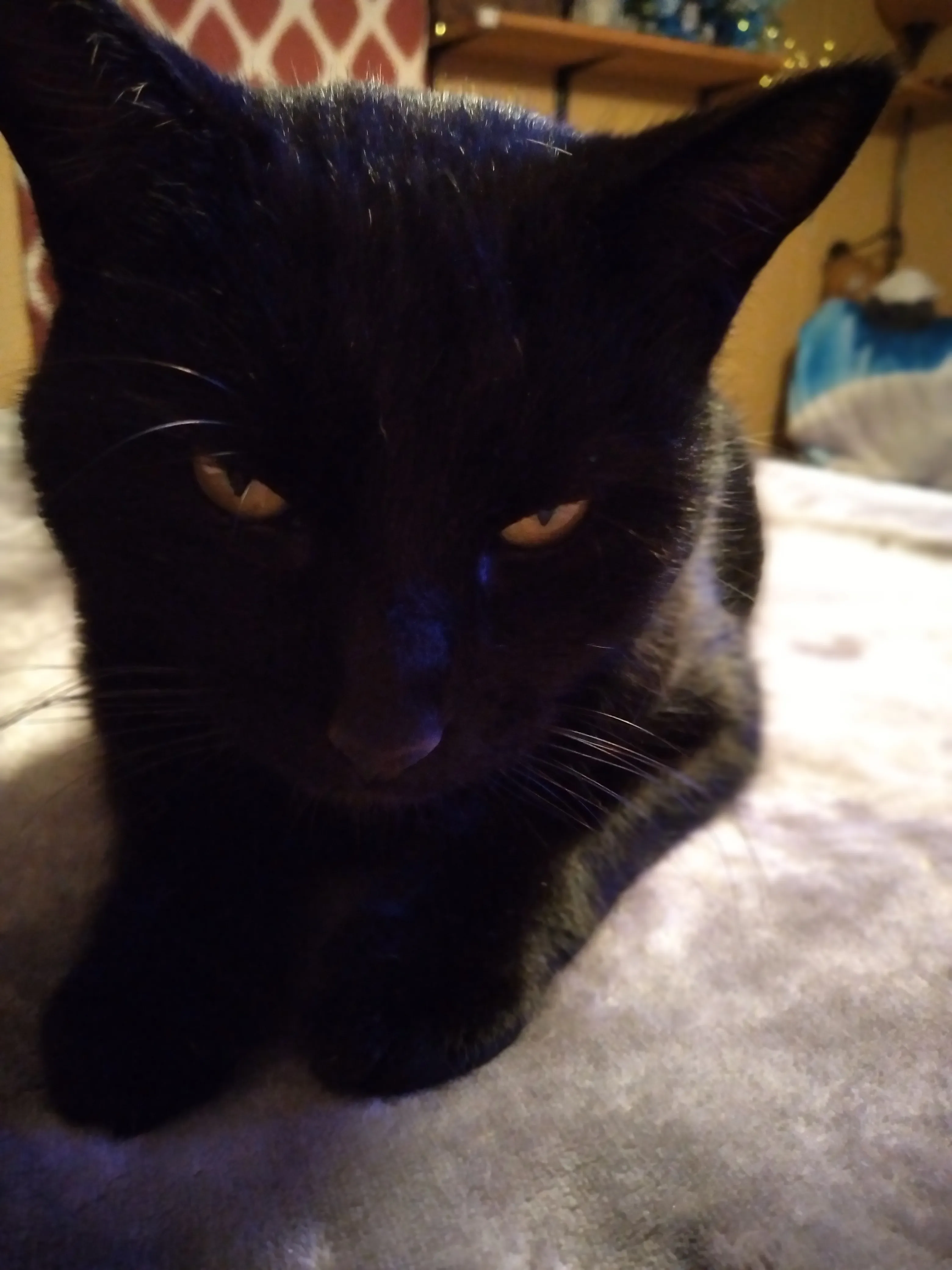 Show Off Your Silly Felines