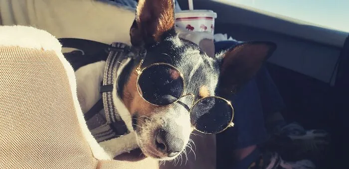 My (Moms) Dog