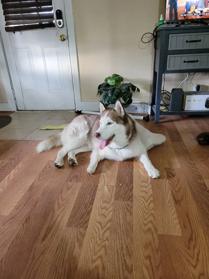 One Paw, No Problem. He Had To Have His Paw Amputated Due To A Birth Defect. His Nub Doesn't Slow Him Down.