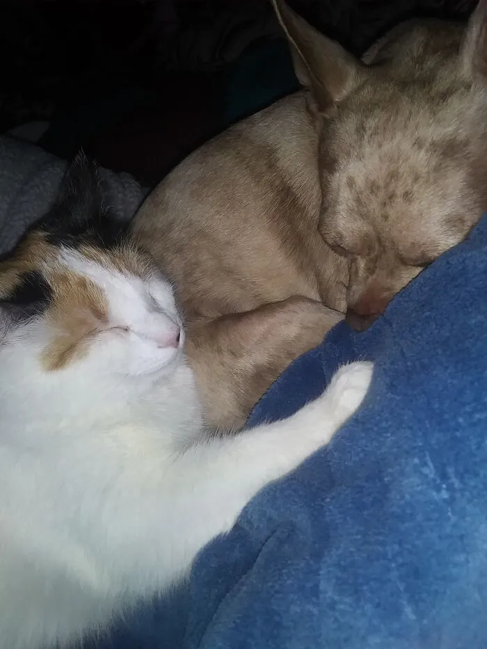 Iris And Duke