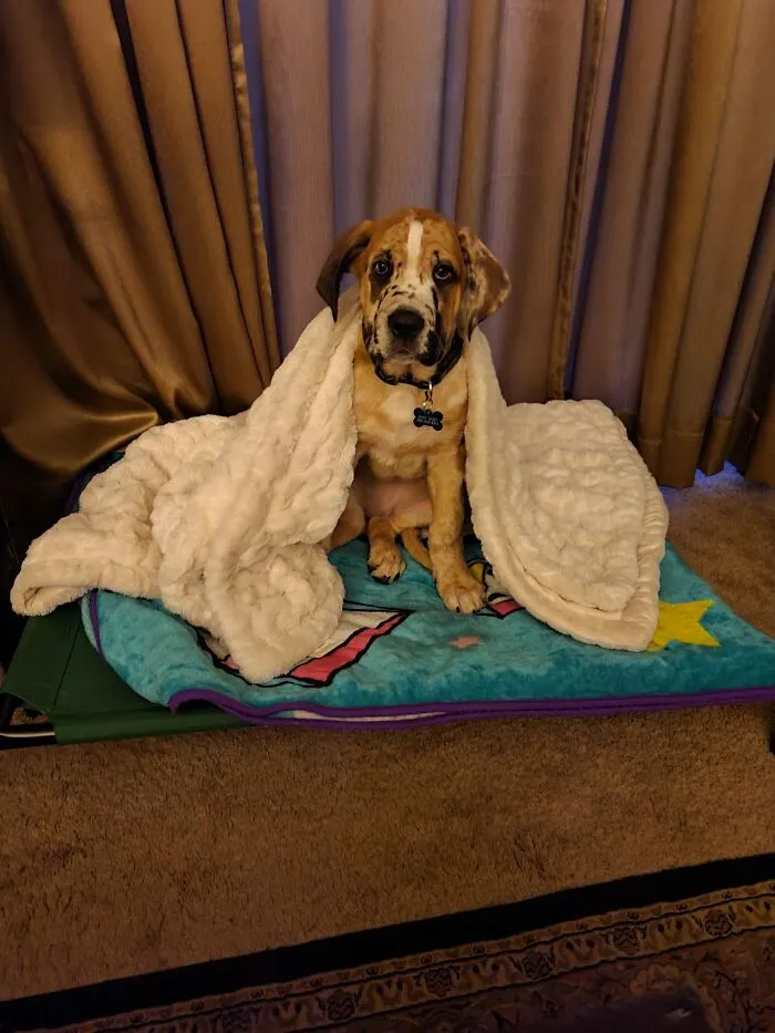 Brock Black- My Italian Daniff Puppy