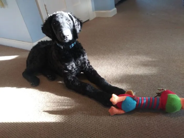 Sushi.....curly Coated Retriever