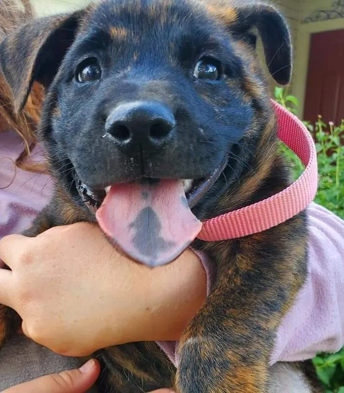 Baby Coco After We Found Her On The Side Of The Highway With Lots Of Road Rash On Her Back