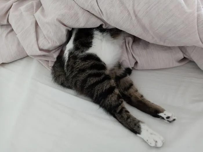 One Day I Came Home To See Chicken Legs In The Bed