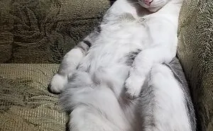 Hey Pandas, Show Us Your Rescued Pets (Closed)