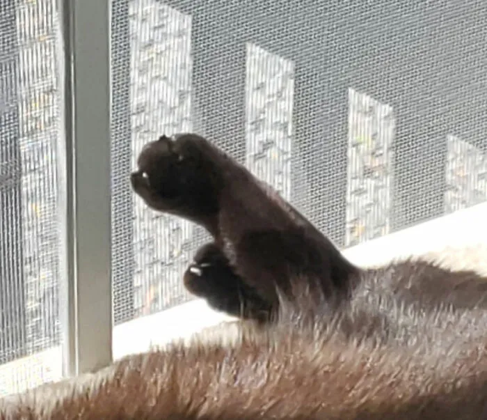 Toastin' The Toebeans