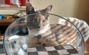 Hey Pandas, Show Us Your Rescued Pets (Closed)