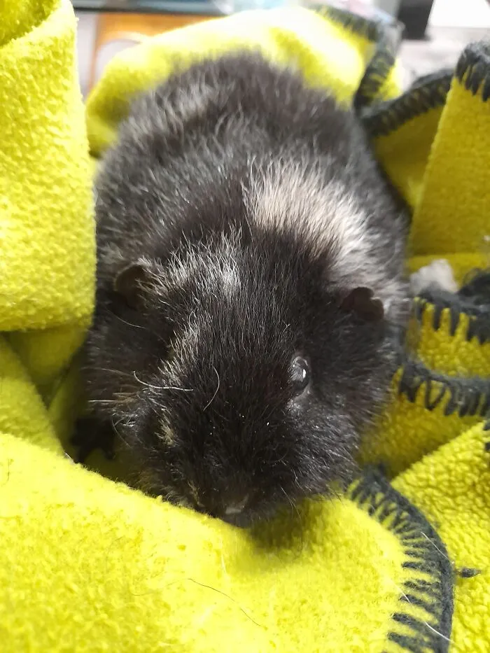 This Is My Guinea Pig, Fifi