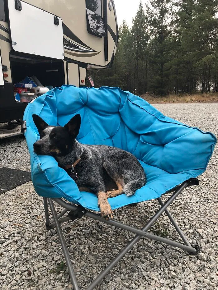 Lexi The Blue Heeler - Relaxing After Another Day Of Adventure.