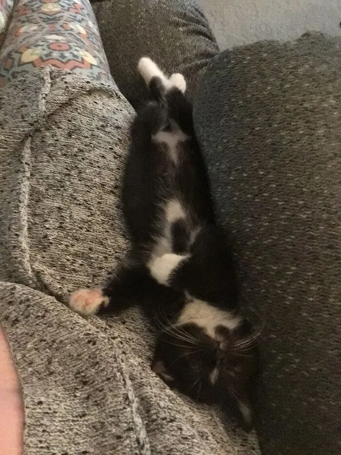 Bitzy At About 7 Weeks