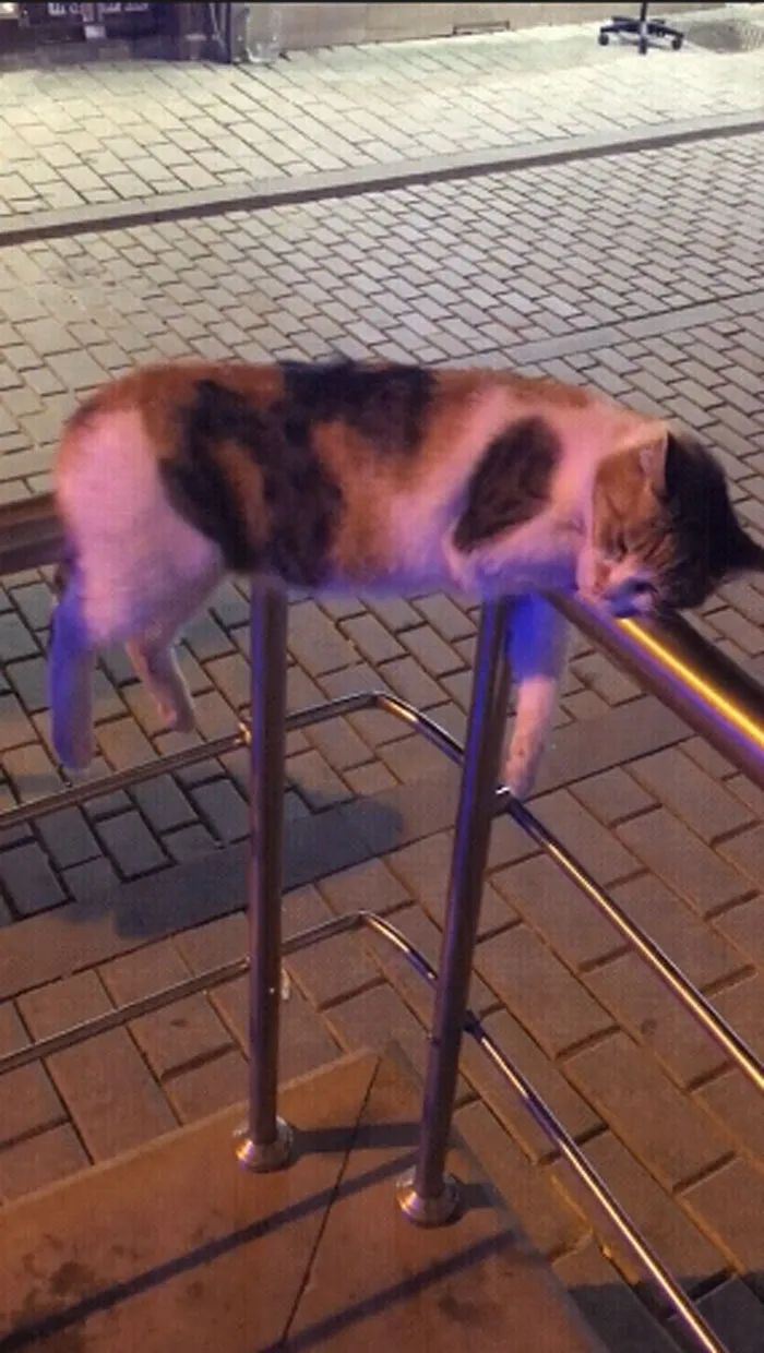 Está la física y la física de gatos