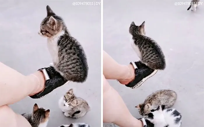 Esta es mi vida miau