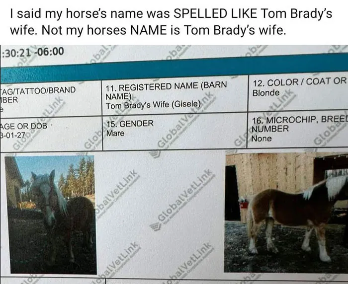 I Think We Can All Agree This Is An Animal Tragedeigh