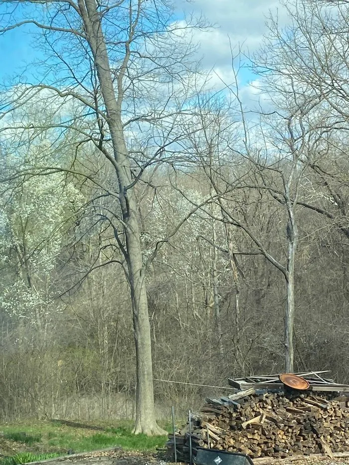 First Signs Of Spring (Flowering White Trees - Don't Know What They're Called)