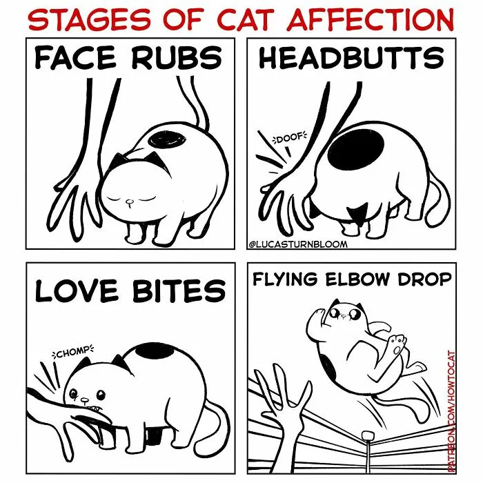 Daily Struggles And Life With A Cat: 30 Funny Comics By “How To Cat” (New Pics)